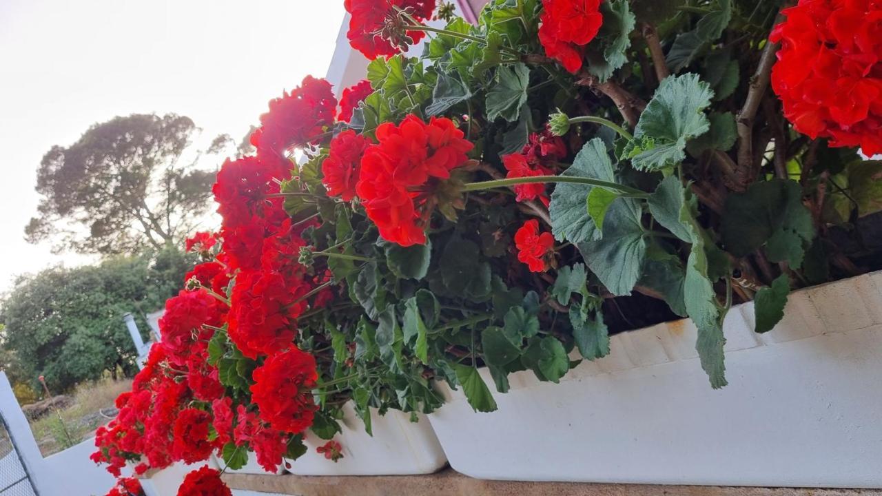 Finca Sa Cova De Mallorca Sencelles Exteriér fotografie