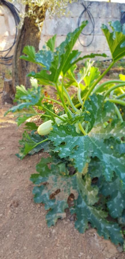Finca Sa Cova De Mallorca Sencelles Exteriér fotografie