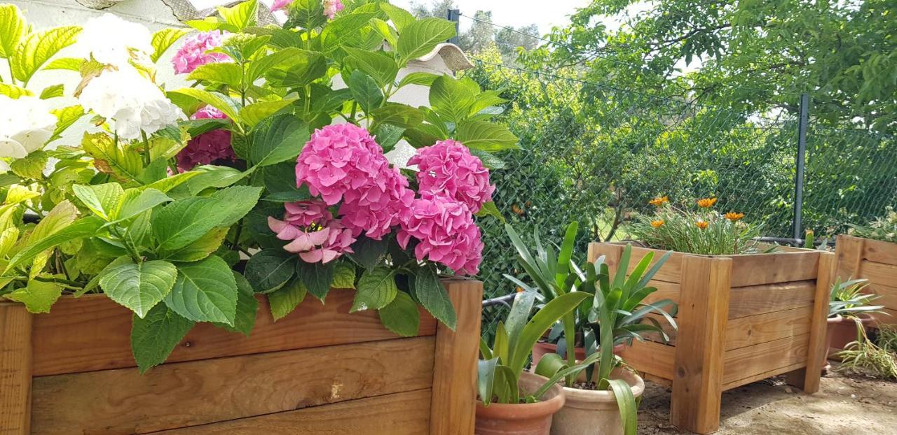 Finca Sa Cova De Mallorca Sencelles Exteriér fotografie