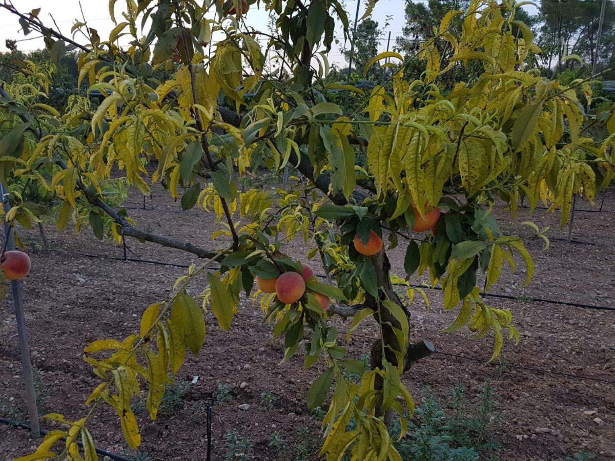 Finca Sa Cova De Mallorca Sencelles Exteriér fotografie