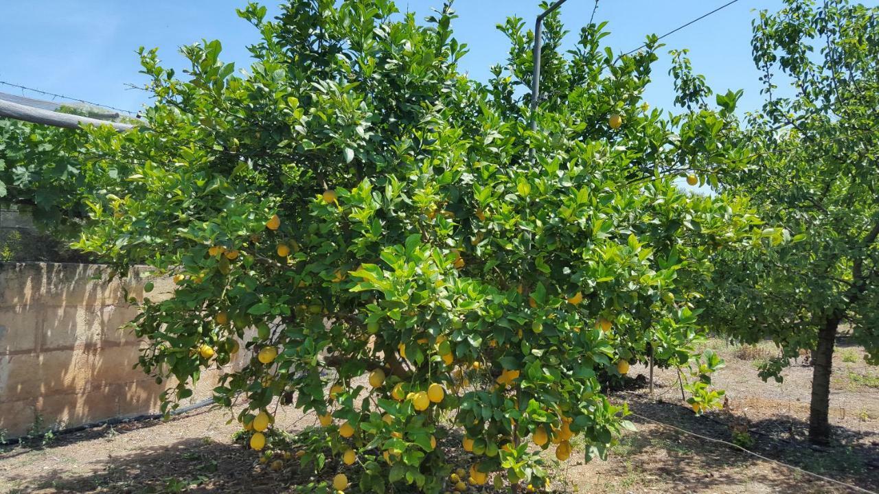 Finca Sa Cova De Mallorca Sencelles Exteriér fotografie