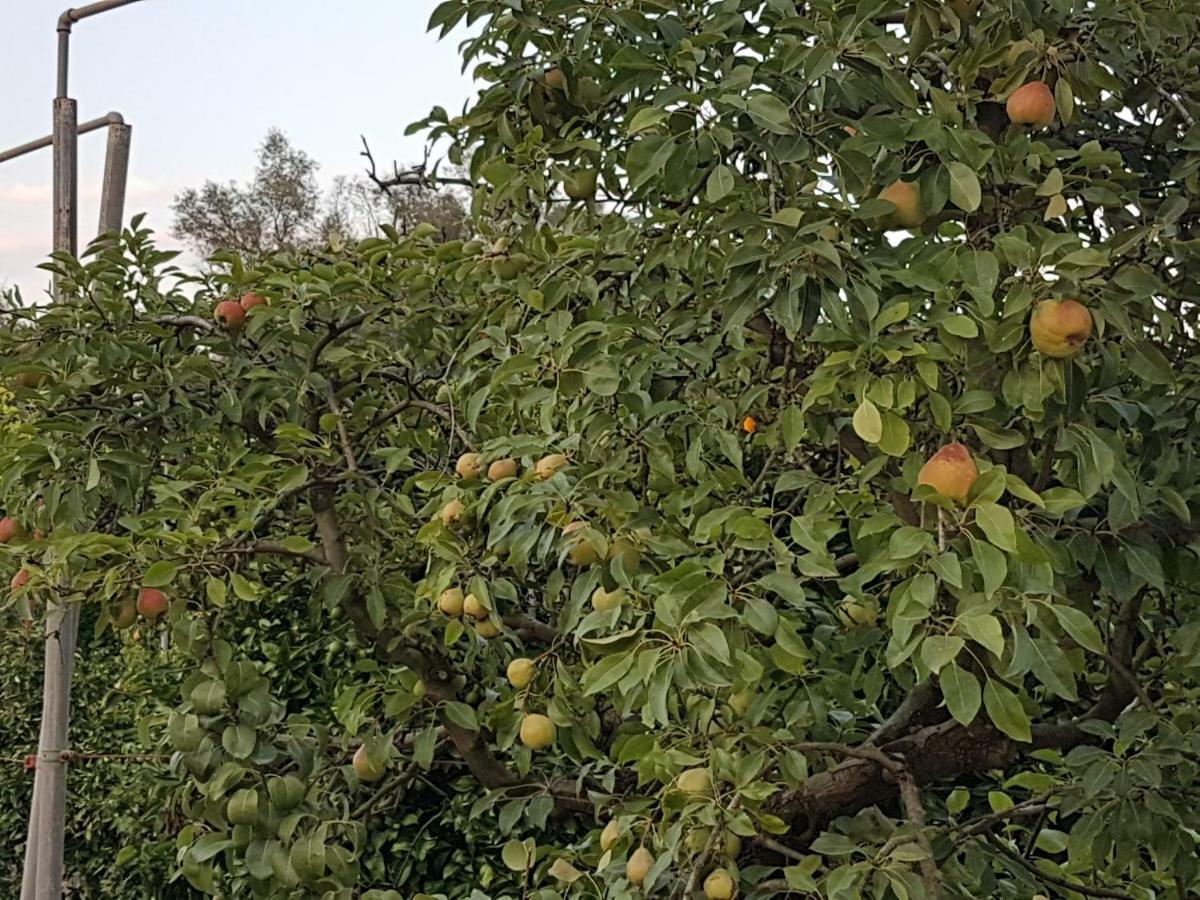 Finca Sa Cova De Mallorca Sencelles Exteriér fotografie