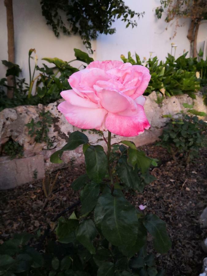 Finca Sa Cova De Mallorca Sencelles Exteriér fotografie